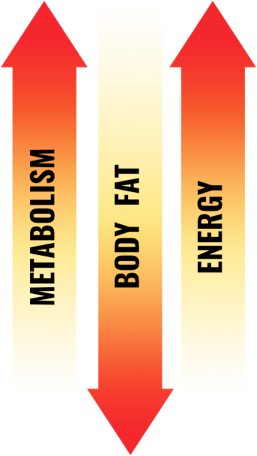 Supports Metabolism, Body Fat, Energy